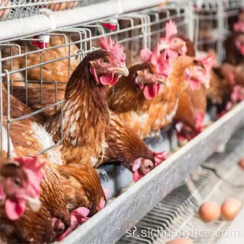 Витамин К3-МНБ сточарство К3-МНБ